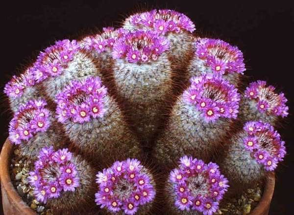 Mammillaria_bombycina_1